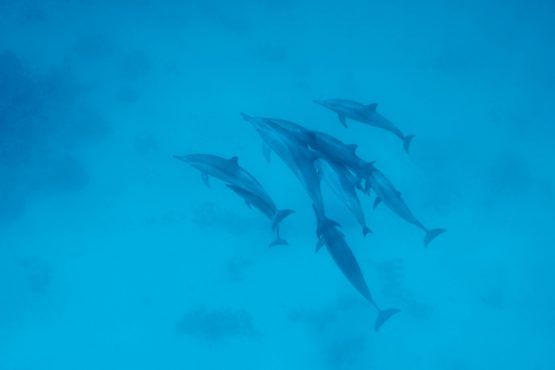 bildhauer dolphins 2 555x370 - Dolphins & Whales