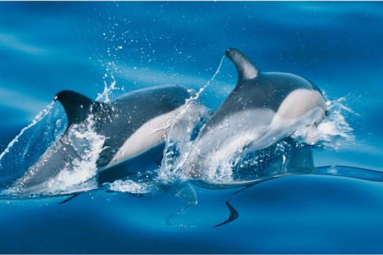 bildhauer dolphins 4 555x370 - Dolphins & Whales